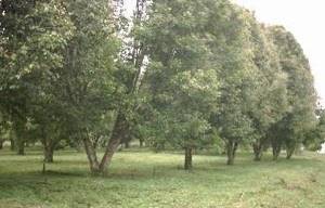 Clavero o árbol del clavo clavero arbol del clavo