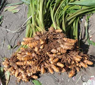 Raíz de cúrcuma Raiz de cúrcuma