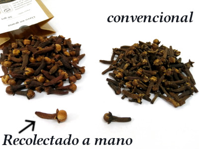 comparativa entre clavo en grano recolectado a mano y convencional